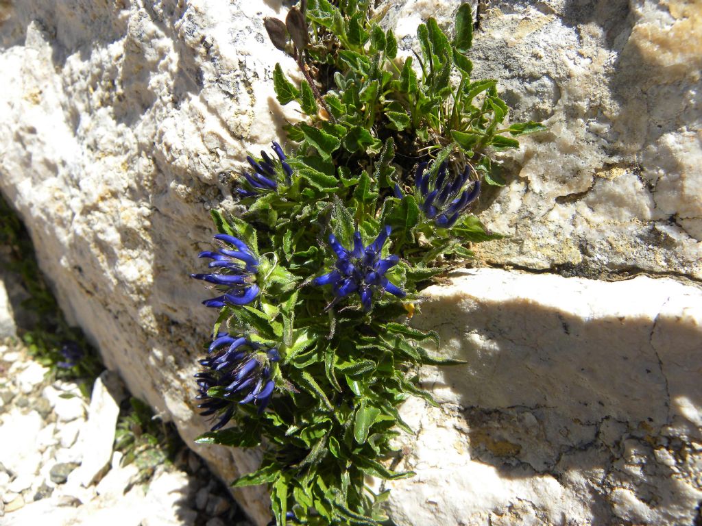 Phyteuma sieberi